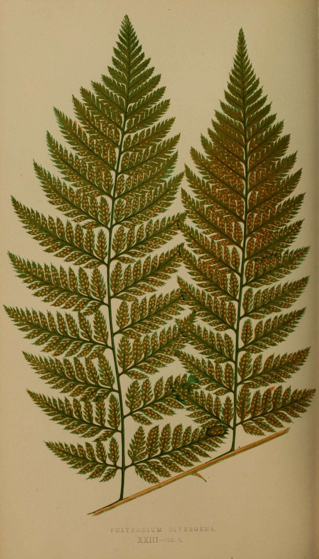Image of Parapolystichum effusum subsp. divergens (Willd. ex Schkuhr)