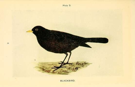 Image of Blackbird