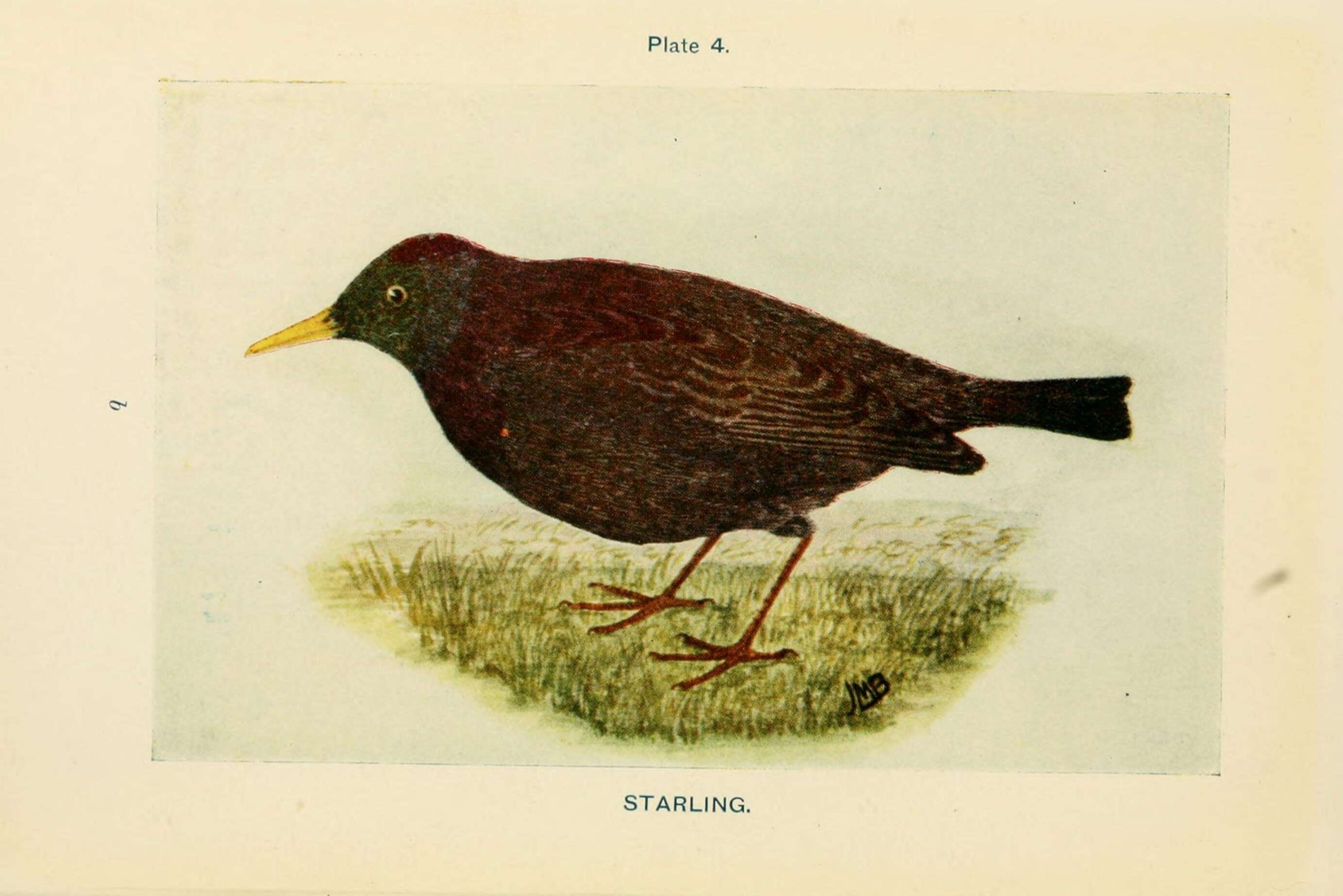 Image of Sturnus Linnaeus 1758