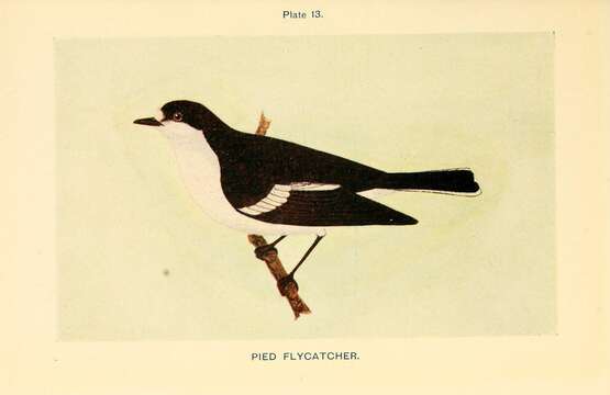 Plancia ëd Ficedula hypoleuca (Pallas 1764)