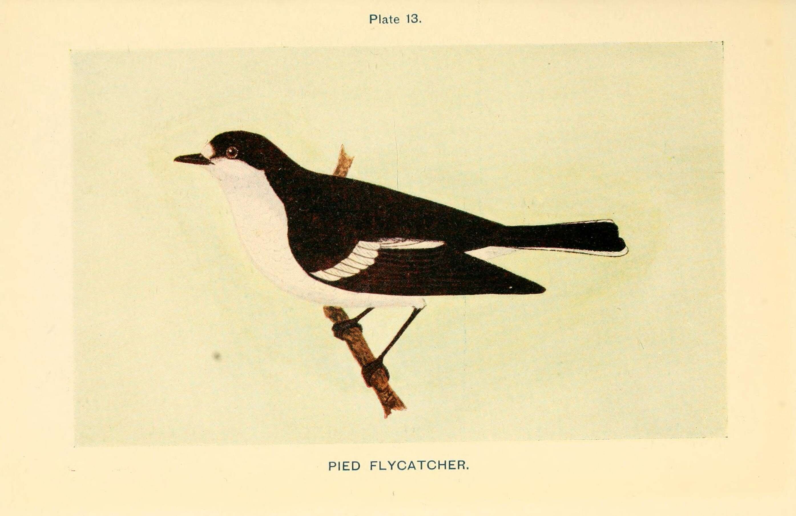 Image of European Pied Flycatcher
