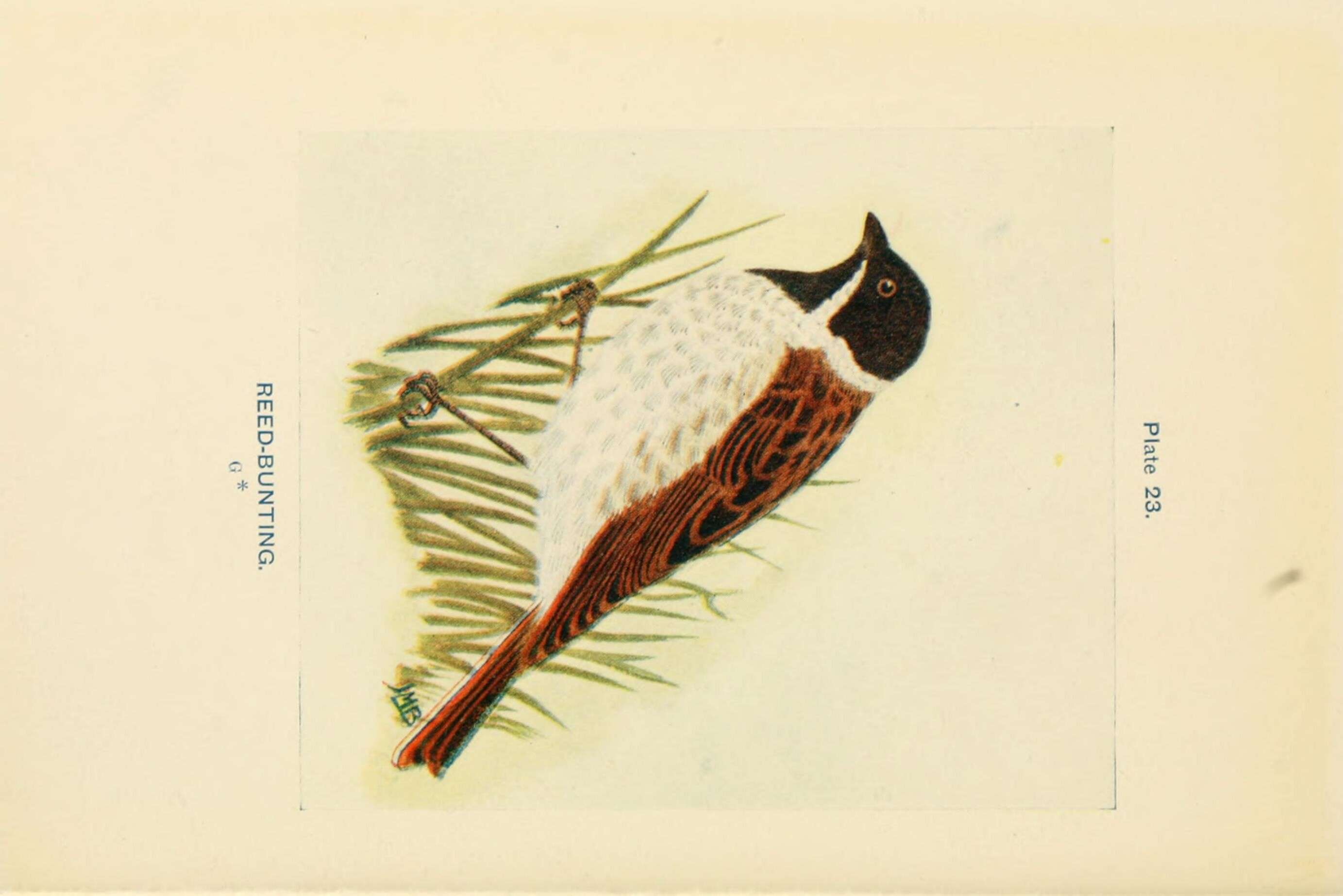Image of Common Reed Bunting