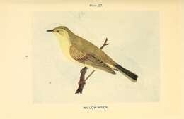 Image of Willow Warbler