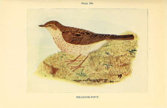 Image of Meadow Pipit