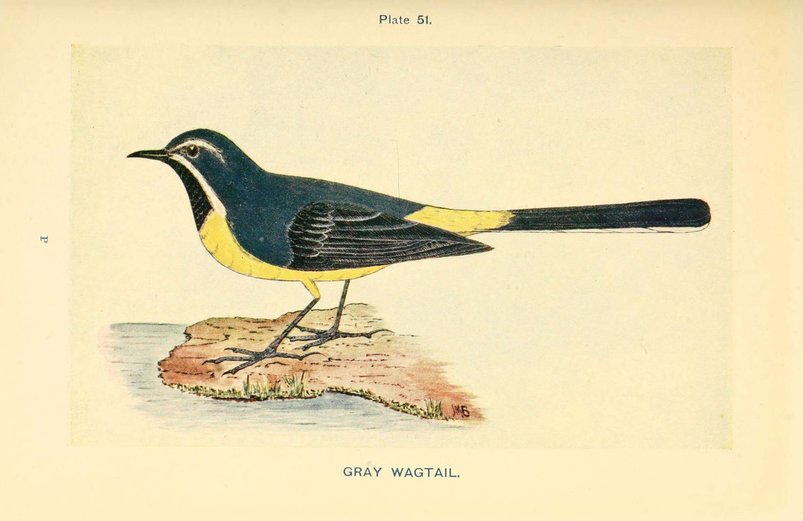 Image of Grey Wagtail