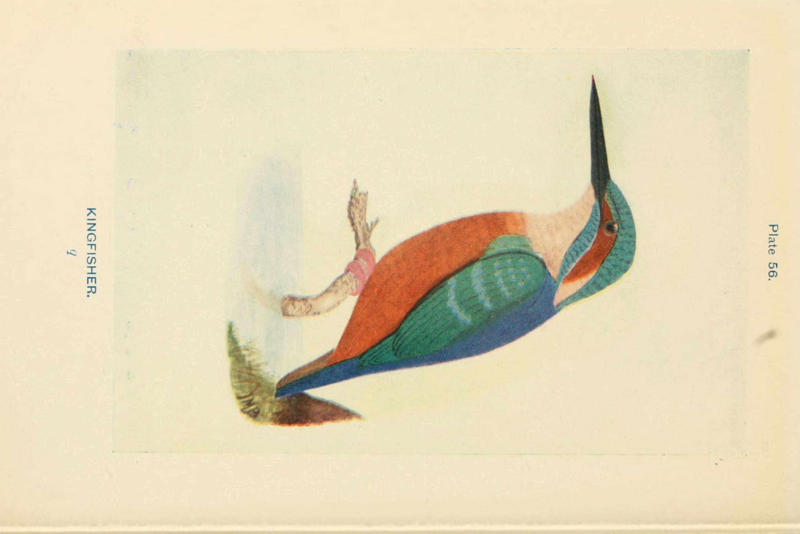 Image of Alcedo Linnaeus 1758