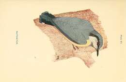 Image of Eurasian Nuthatch