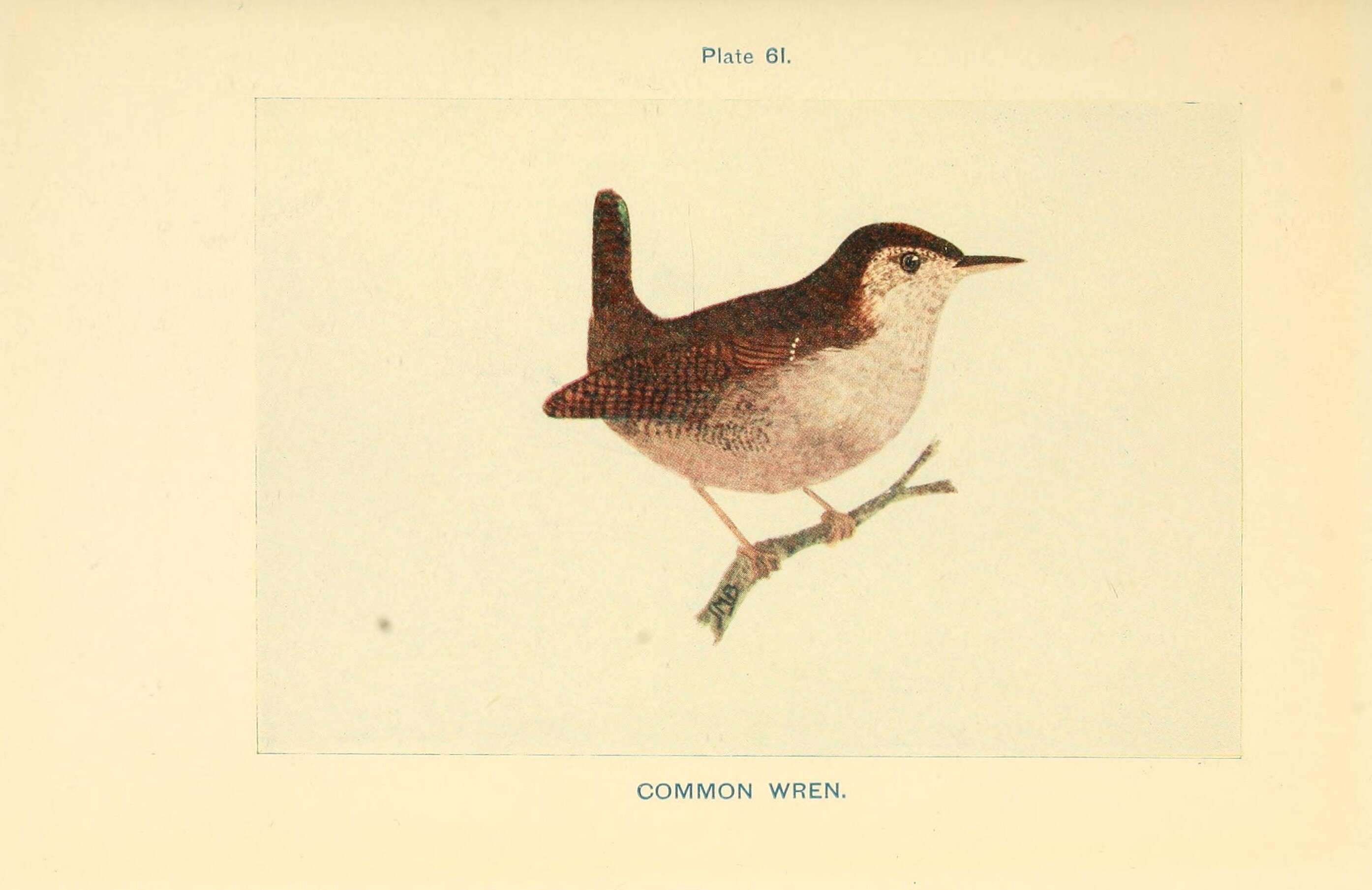 Image of Eurasian Wren