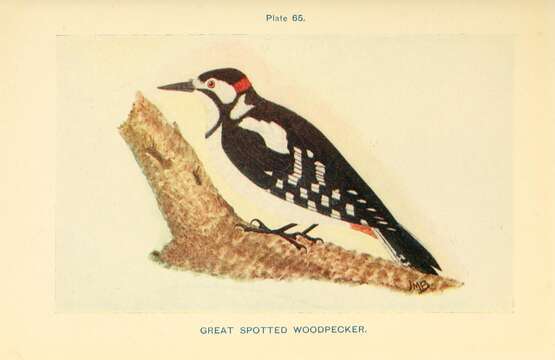 Image of Great Spotted Woodpecker