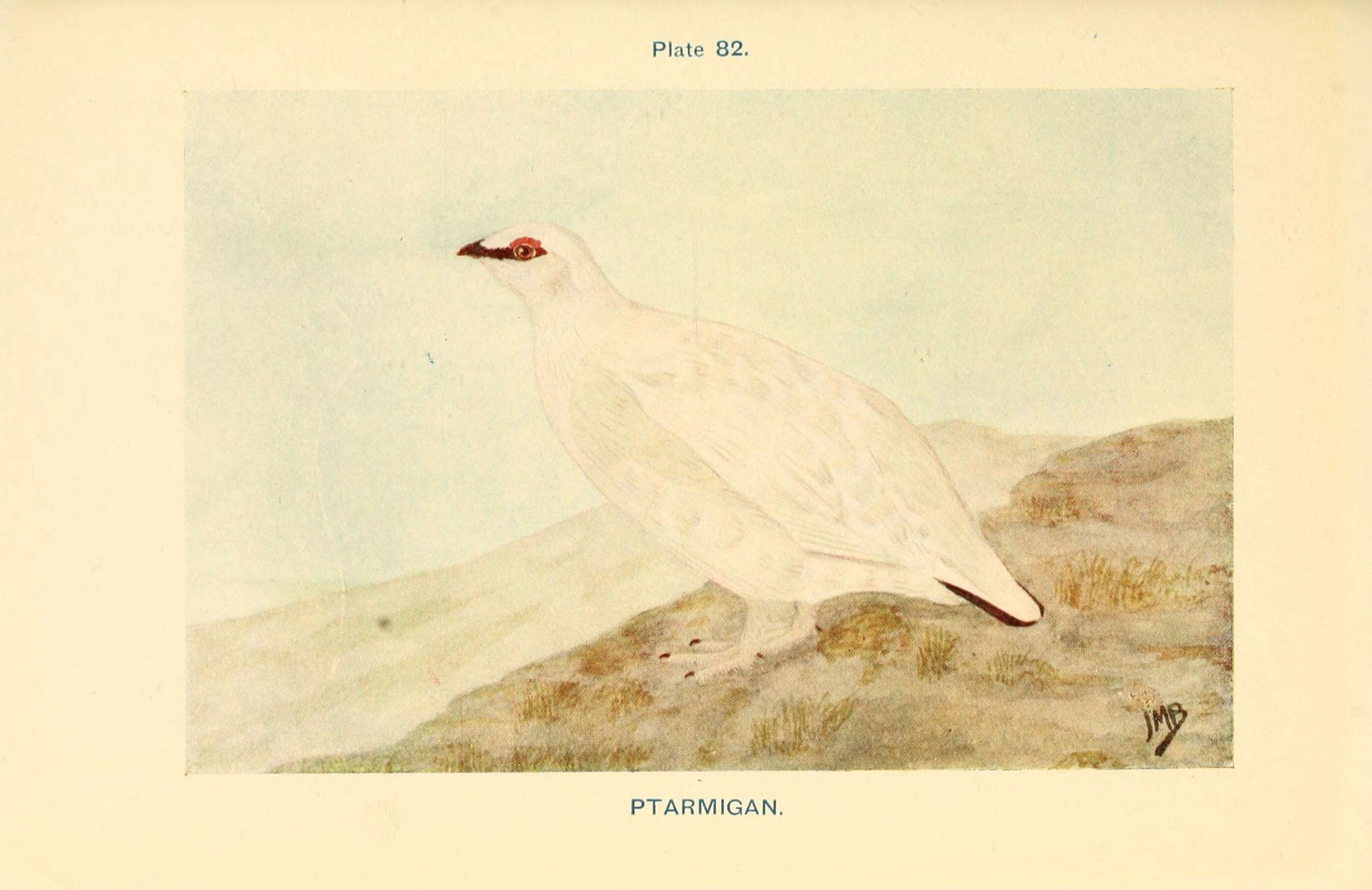 Image of Ptarmigan