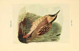 Image of great bittern, bittern