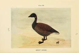 Image of Brant Goose