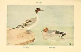 Image of pintail, northern pintail