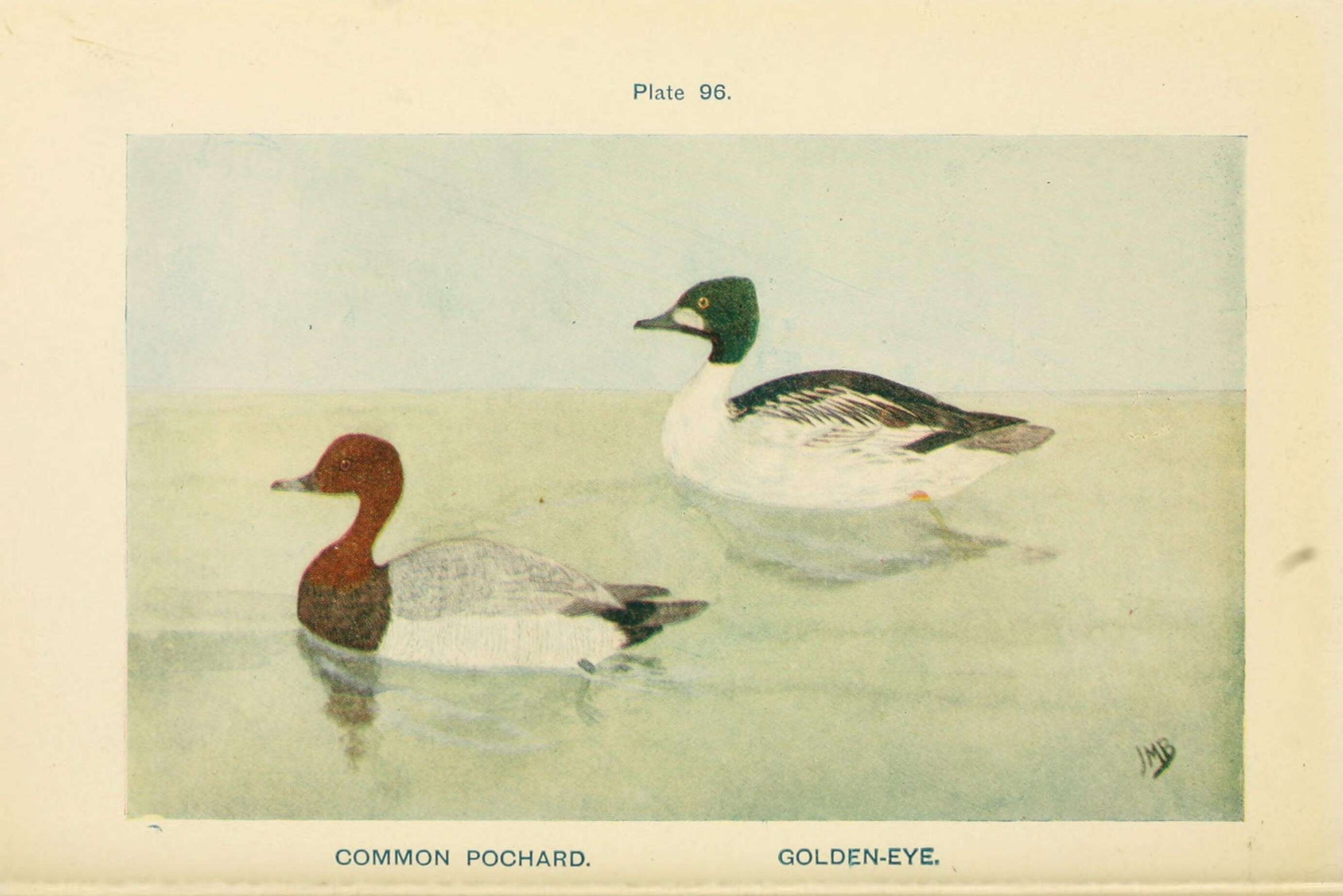 Image of pochard, common pochard