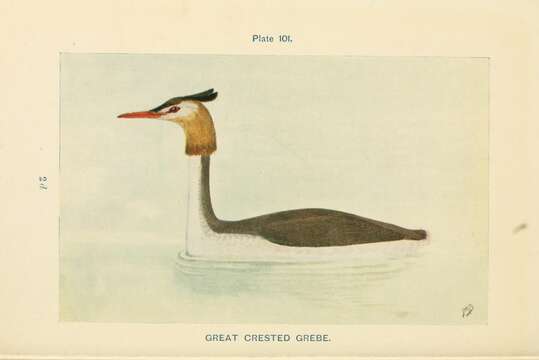 Image of Podiceps Latham 1787