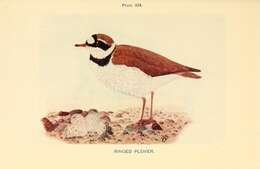 Image of ringed plover, common ringed plover