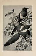 Image of magpie