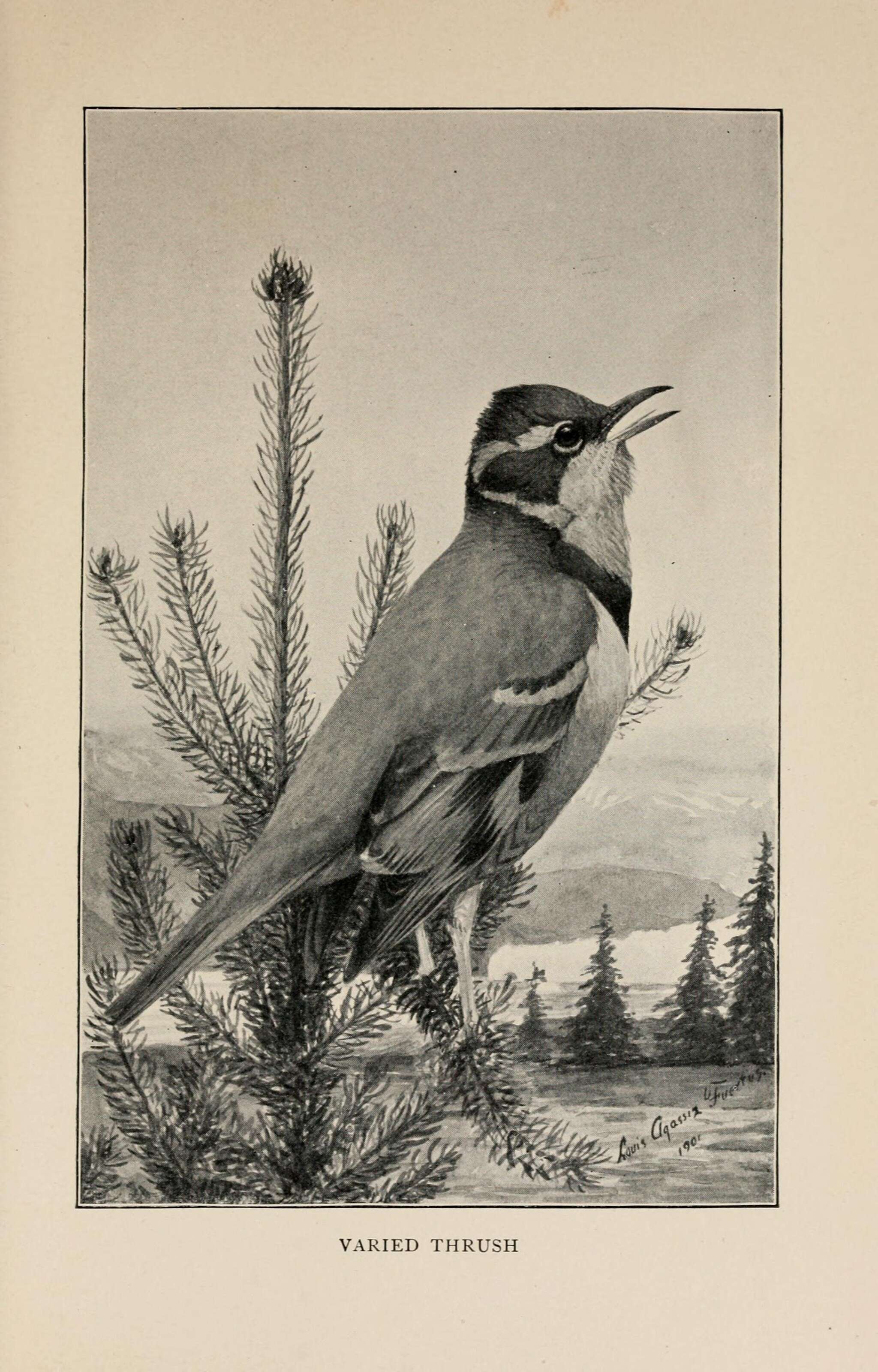 Image of Ixoreus Bonaparte 1854