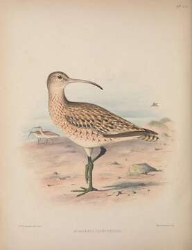 Image of Bristle-thighed Curlew