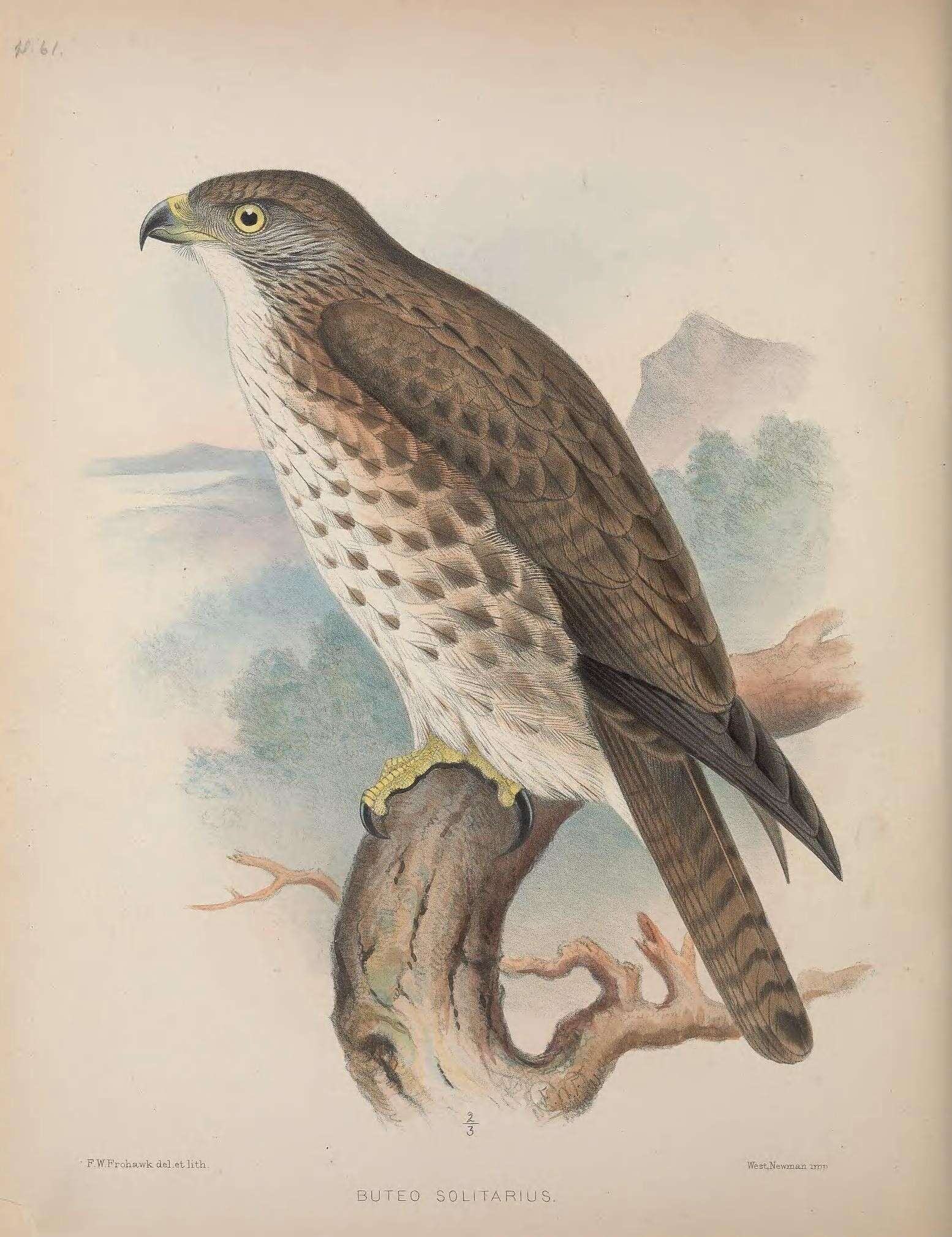 Image of Hawaiian Hawk