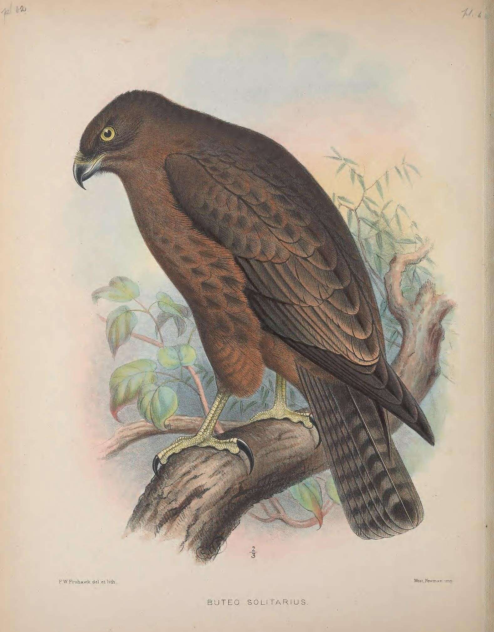 Image of Hawaiian Hawk
