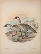 Image of Hawaiian Goose