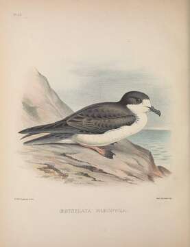 Image of Dark-rumped Petrel