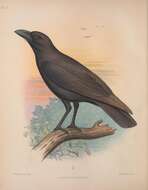 Слика од Corvus hawaiiensis Peale 1849