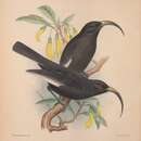 Image of Hawaiian honeycreeper