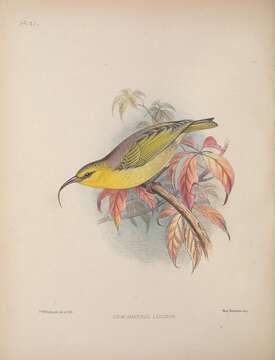 Image de Hemignathus lucidus Lichtenstein & Mhk 1839