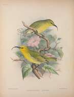 Image of Hawaiian honeycreeper