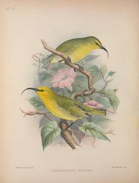 Image of Hawaiian honeycreeper