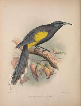 Image of ʻōʻō