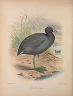 Image of Hawaiian Coot