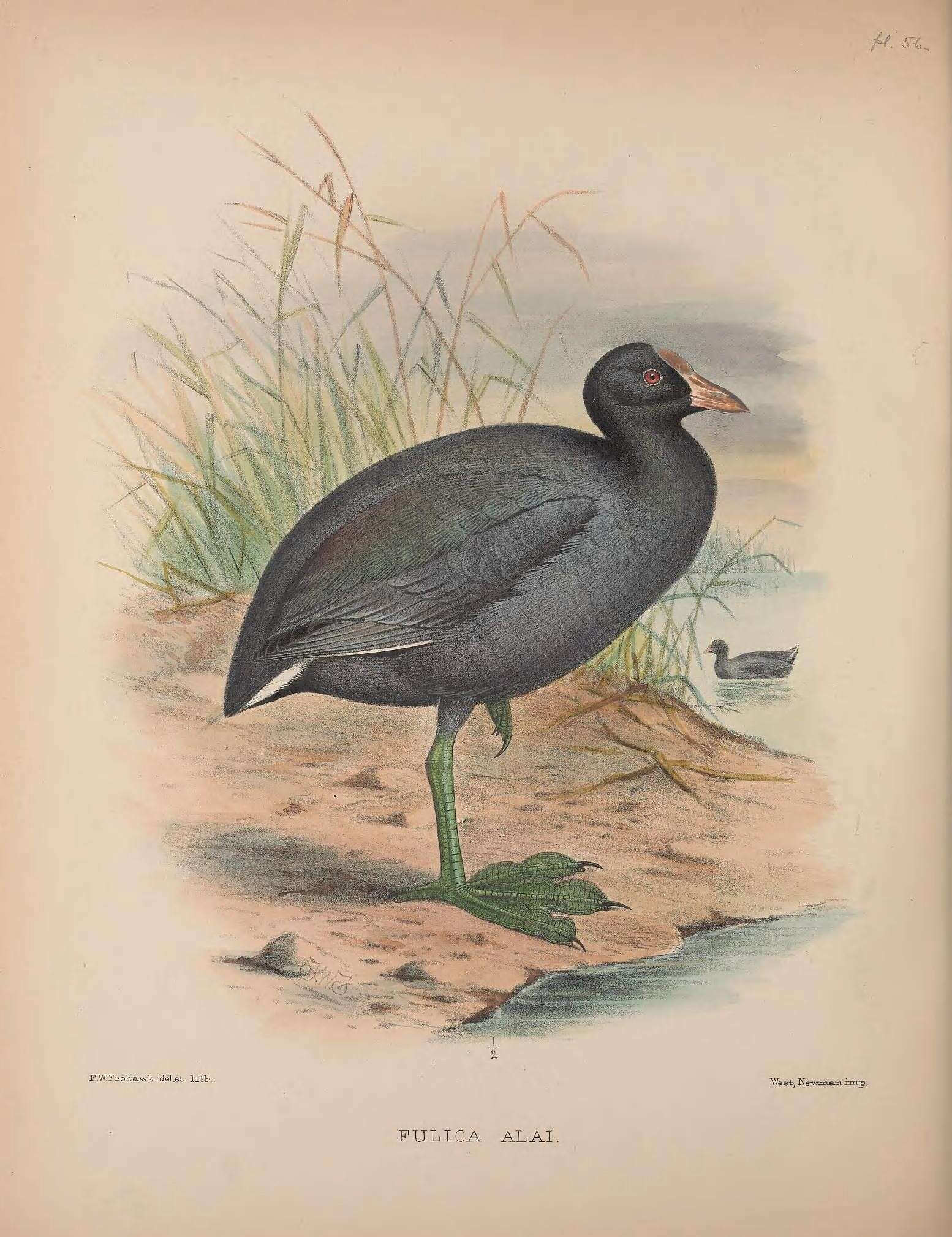 Image of Hawaiian Coot