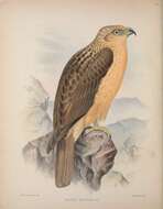 Image of Hawaiian Hawk