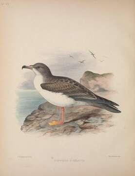 Image of Wedge-tailed Shearwater