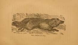 Image de Vulpes vulpes fulvus (Desmarest 1820)