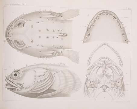 Image de <i>Batrachus tau</i>