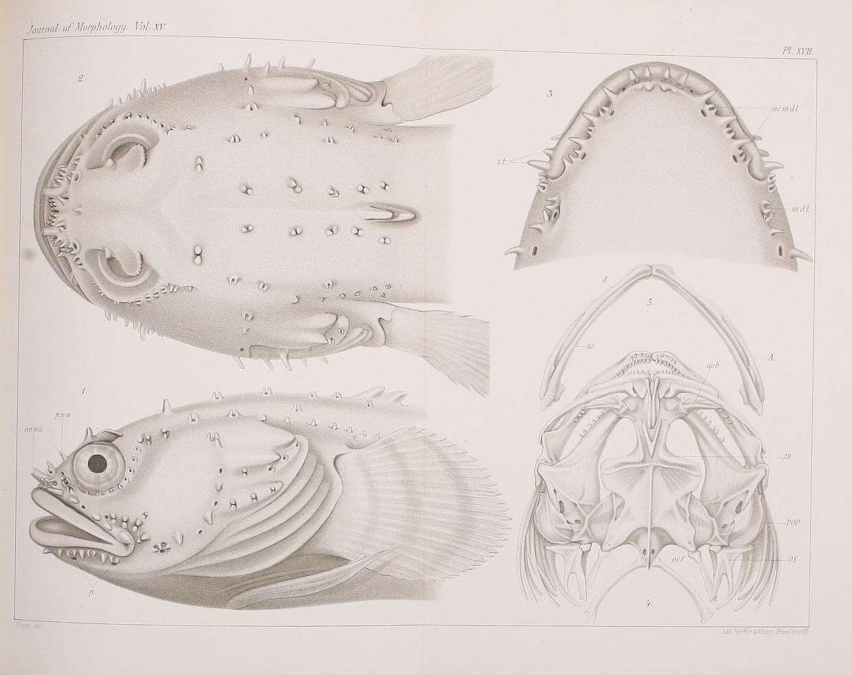 Image de <i>Batrachus tau</i>