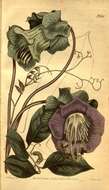 Imagem de Cobaea scandens Cav.