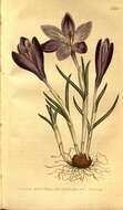 Image of dutch crocus, spring crocus
