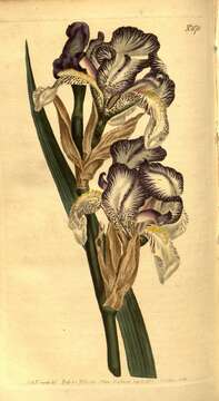 Image of stool iris