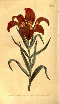 Image of Lilium pensylvanicum Ker Gawl.