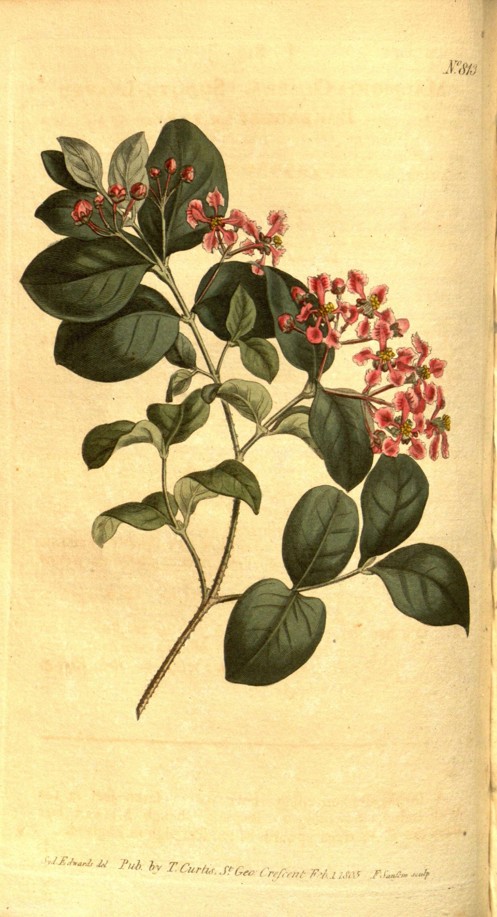 Image of Barbados cherry family 