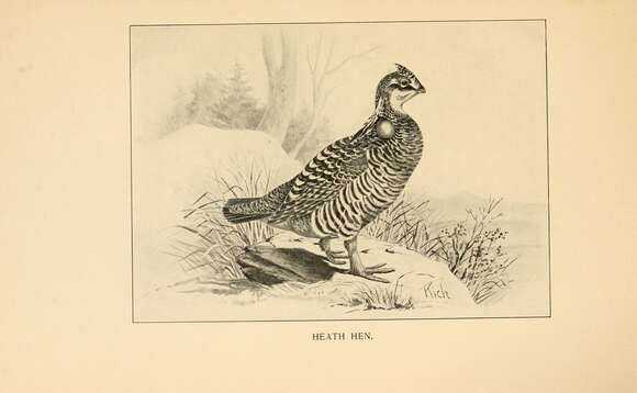 Image of Heath hen