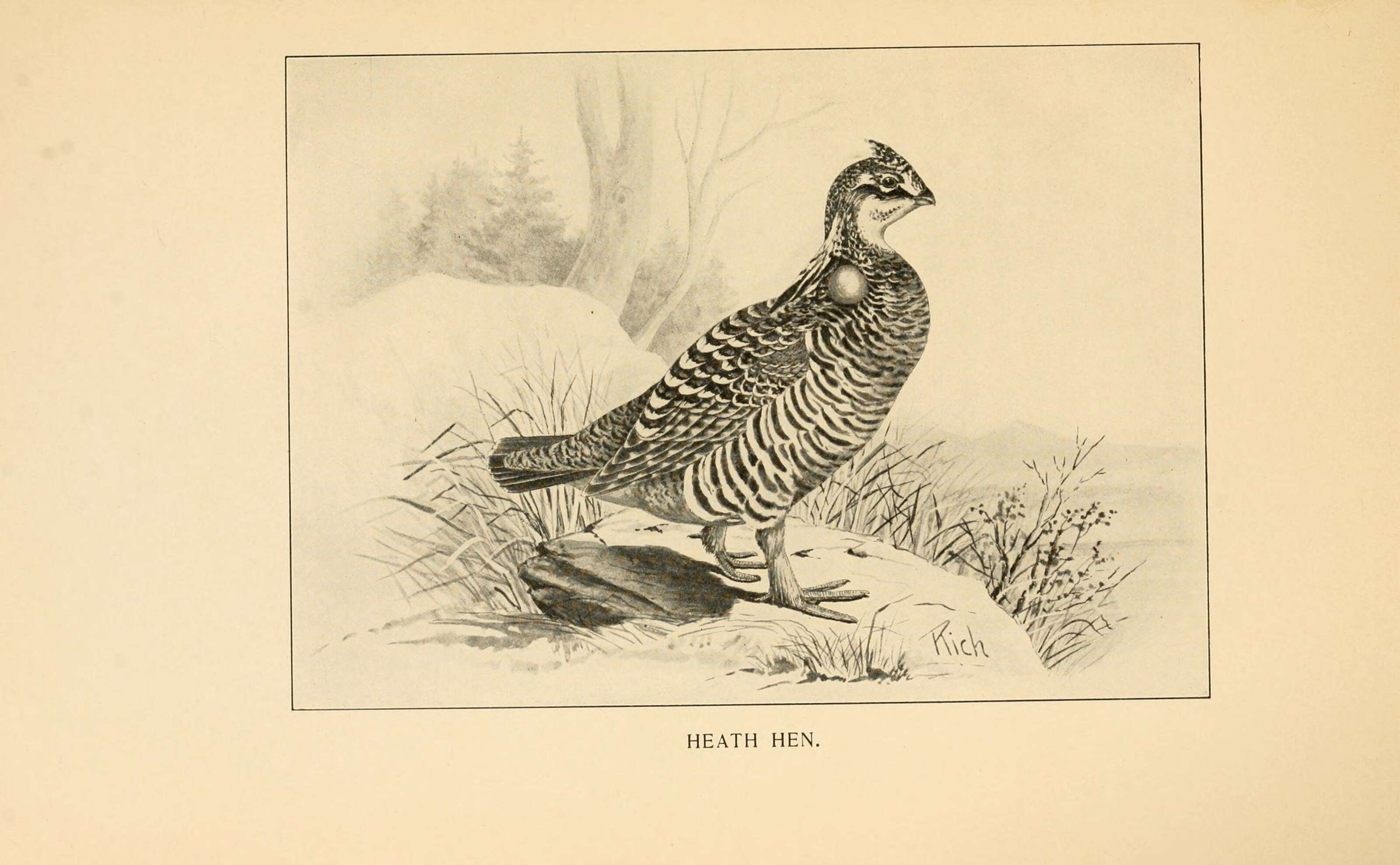 Image of Heath hen