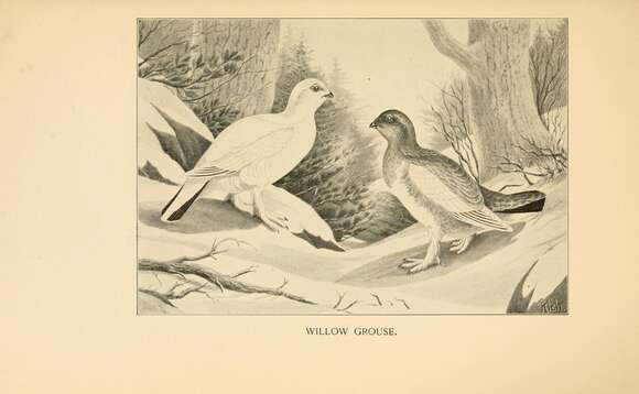 Image of Willow Grouse and Red Grouse