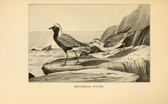 Image of Pluvialis Brisson 1760