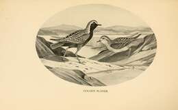 Image of American Golden Plover